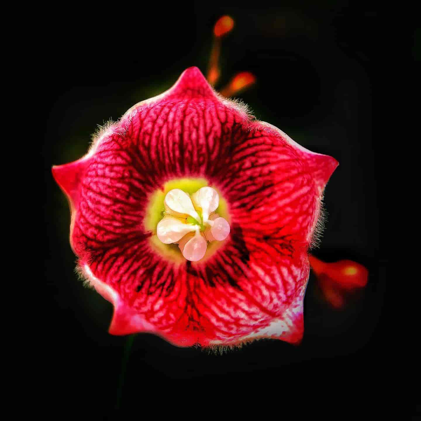 How To Shoot Macro Photography With Your Phone Mobile Macro