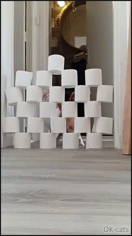 Funny Cat GIF • COVID-19 Quarantine • Funny toilet paper Challenge • FAIL, Level 0, destruction! Cat does not want to play, haha! Funny Cat GIF • COVID-19 Quarantine • Funny toilet paper Challenge • FAIL, Level 0, destruction! Cat does not want to play, haha!