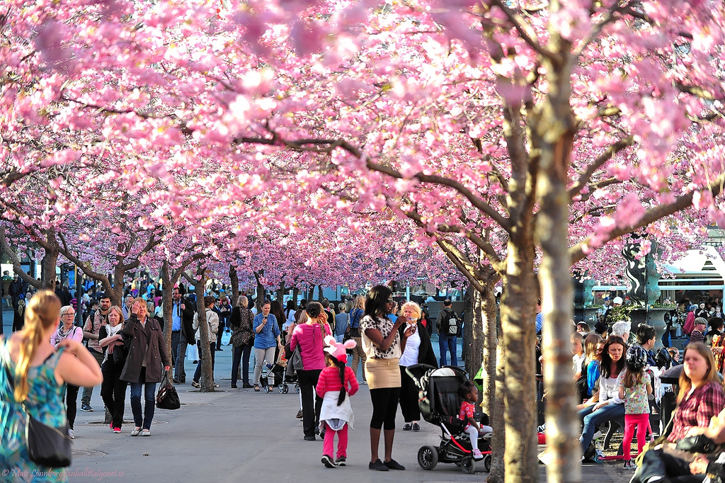 Hanami- A Cherry Blossom Festival in Japan