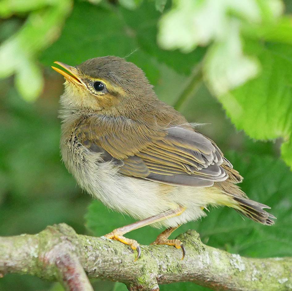 Albums 101+ Wallpaper Whistle Britches Willow Bend Photos Excellent