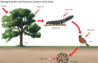 खाद्य श्रृंखला food chain
