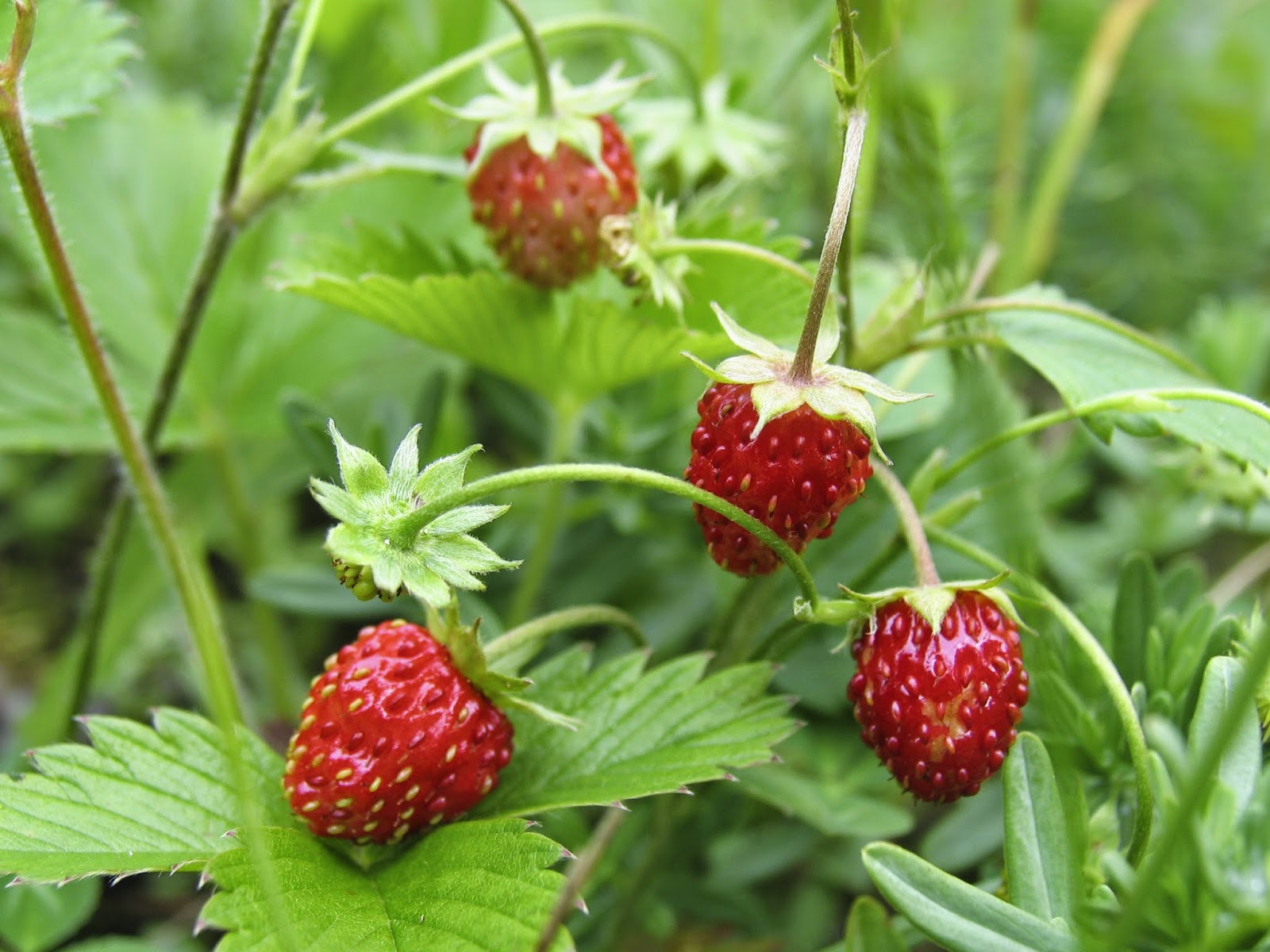 Wild strawberry: useful properties and contraindications 24 Wild strawberry: useful properties and contraindications 96