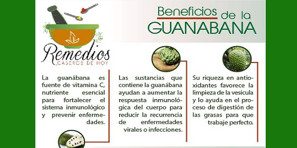 Así se preparar el té de hojas de guanábana para matar las células del CÁNCER, controlar el asma y la diabetes, calmar los nervios e inducir al sueño y mucho más Así se preparar el té de hojas de guanábana para matar las células del CÁNCER, controlar el asma y la diabetes, calmar los nervios e inducir al sueño y mucho más