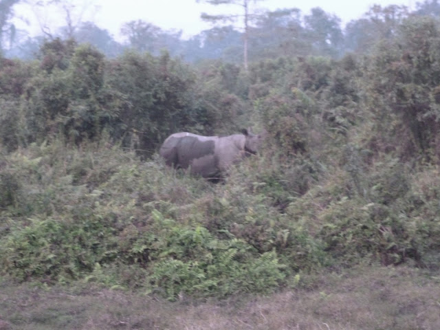 Rhino Gorumara National Forest Jungle Safari Dooars Tour