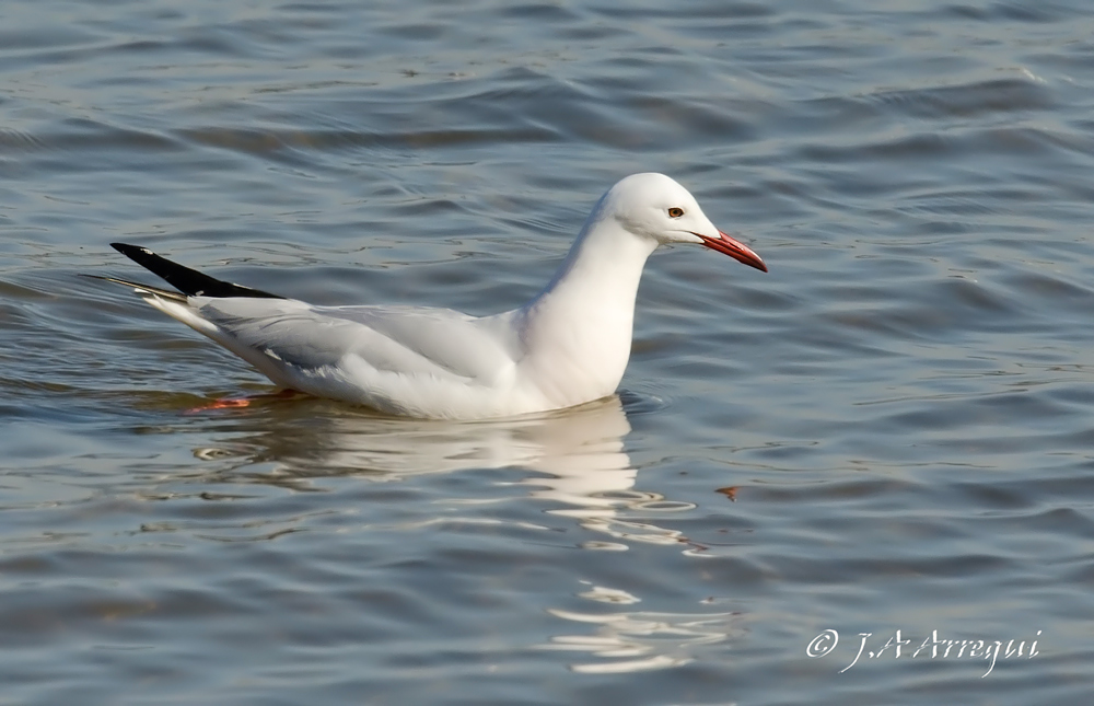 Gaviota picofina, Larus genei, Slender-billed Gull Gaviota picofina, Larus genei, Slender-billed Gull