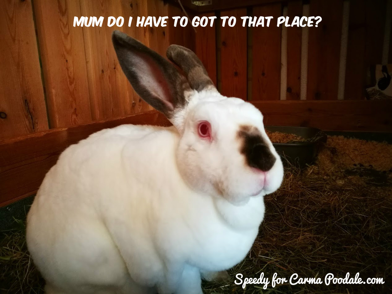 Carma Poodale Bunny Meme Saturday Not The Vets