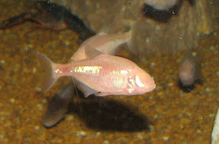 سمكة الكهف العمياء Blind_Cavefish