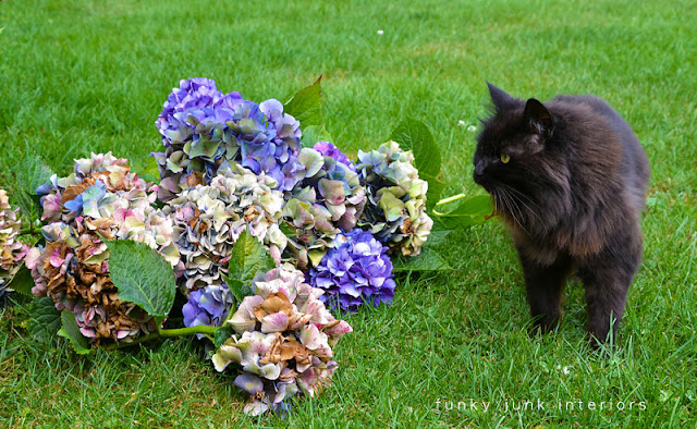 How to harvest and dry amazing MULTICOLOURED HYDRANGEAS - Funky Junk Interiors How to harvest and dry amazing MULTICOLOURED HYDRANGEAS - Funky Junk Interiors