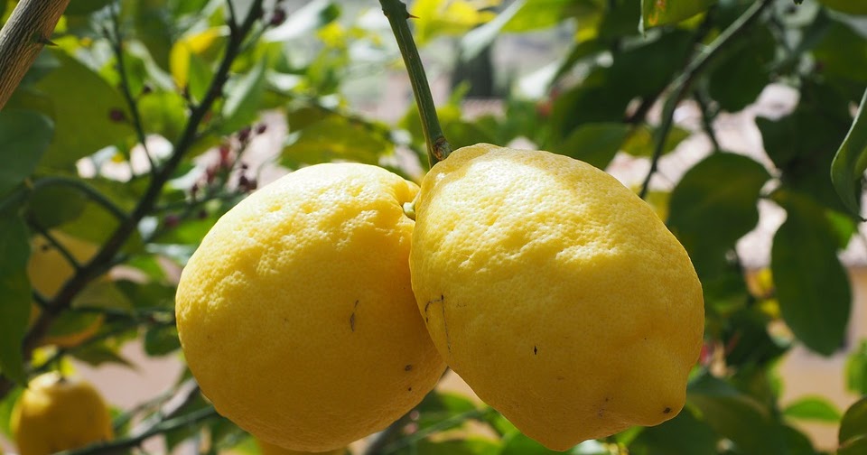 Le phénomène du citron (Citrus limon) Résumé de la chimie, des propriétés pharmacologiques