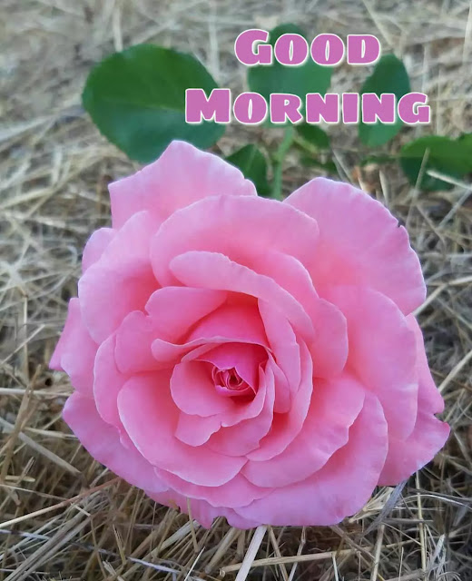 good morning flower pic