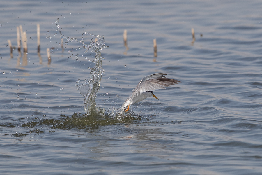 Fishing Little Tern