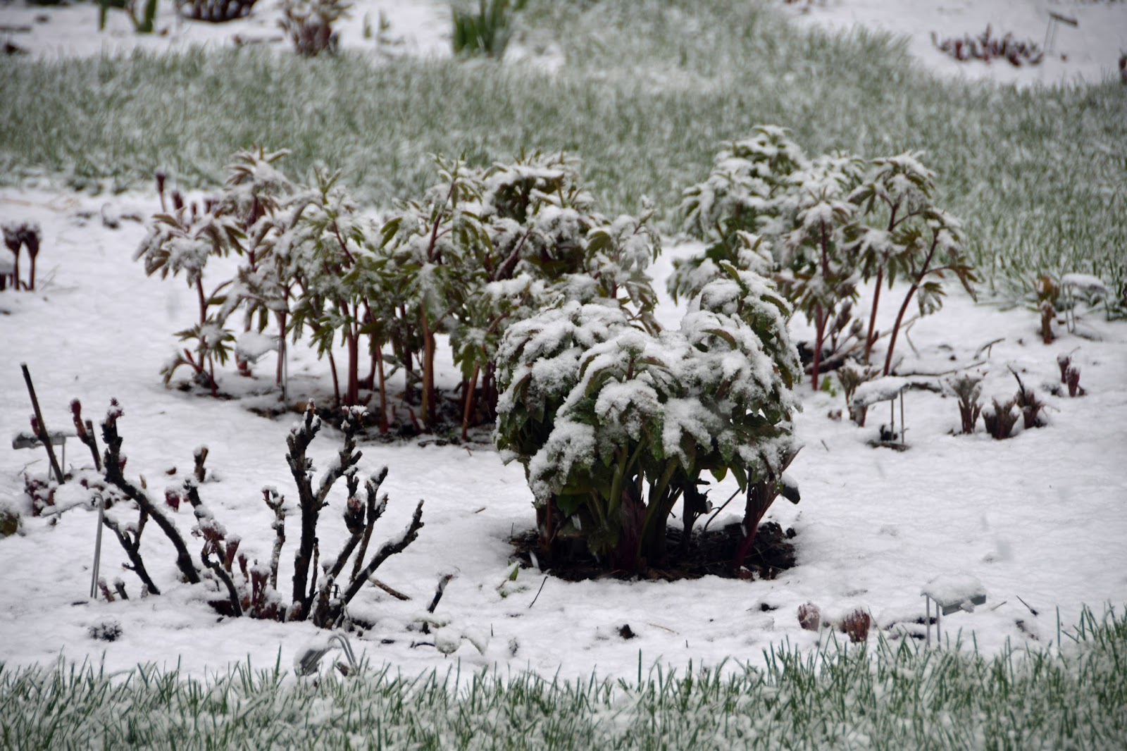 Southern Peony 2018 Late Snow and Freezing Temps on Popped Peonies