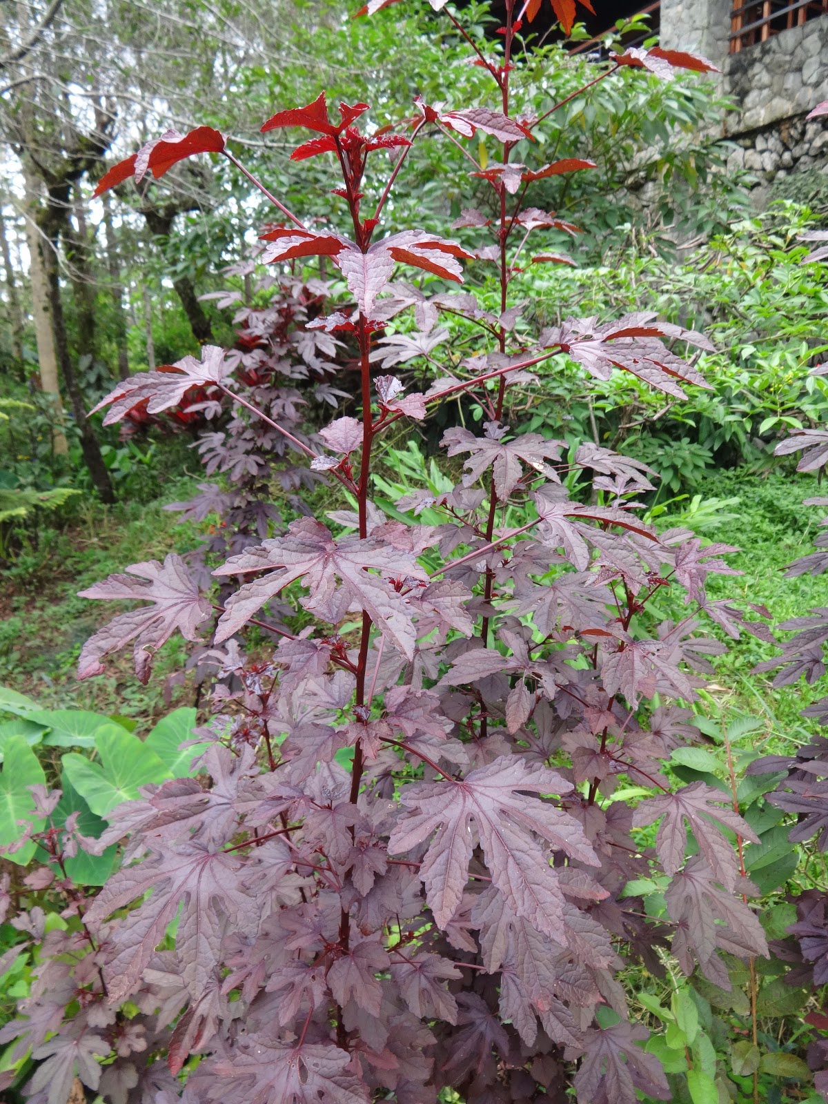Featured image of post Easiest Way to Make Cranberry Hibiscus Leaves Recipe