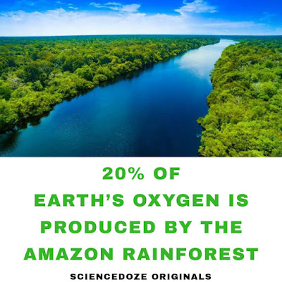 Amazon rainforest facts