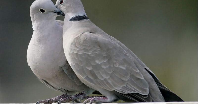 Assolo Di Poesia Due Tortore