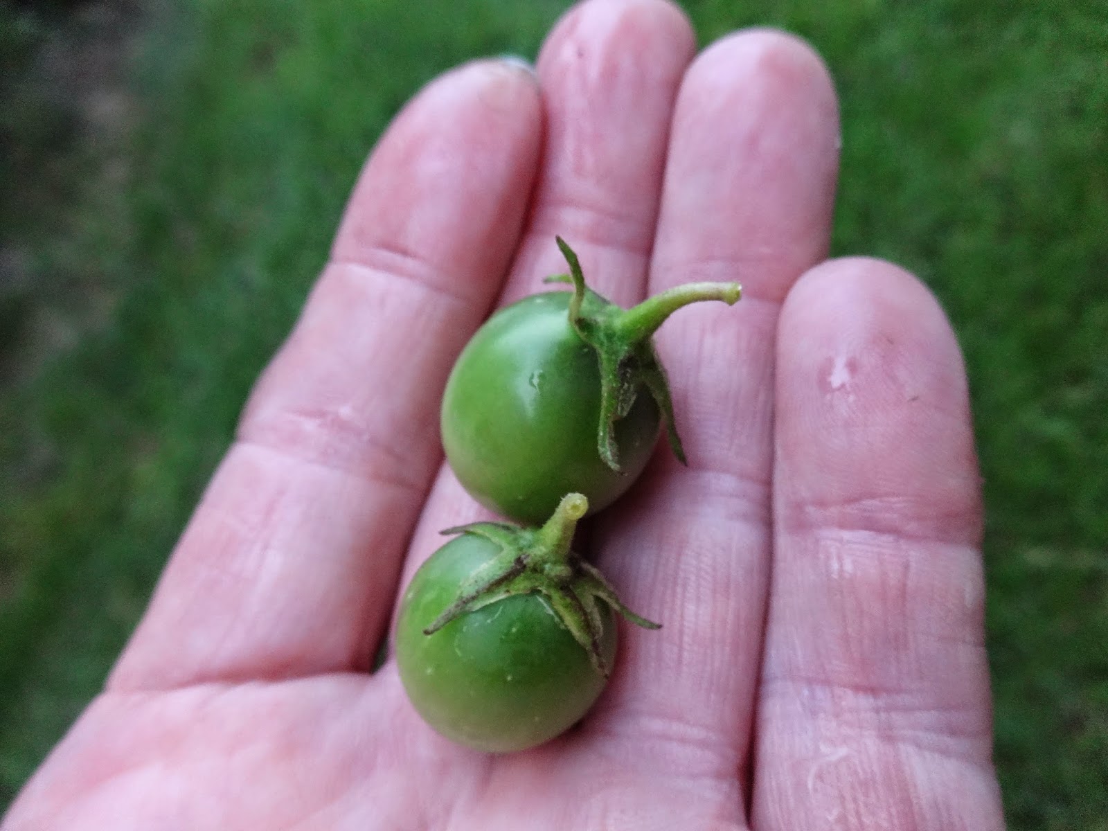 The Perennial Agriculturalist potato fruit