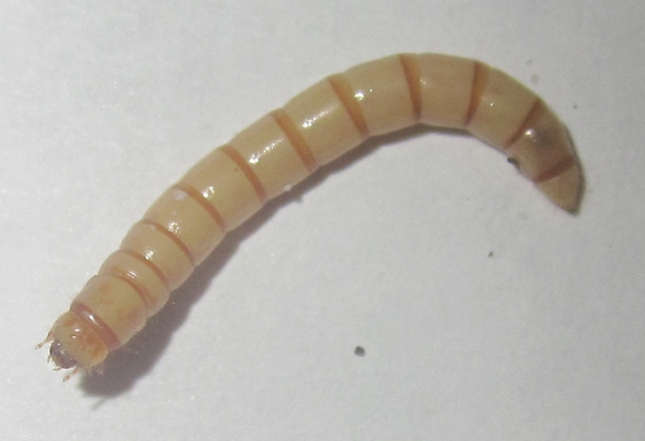 E.clavLarva%25233.JPG