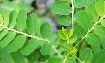 Ini Macam Manfaat Daun Kelor, Khasiat, dan Juga Efek Sampingnya