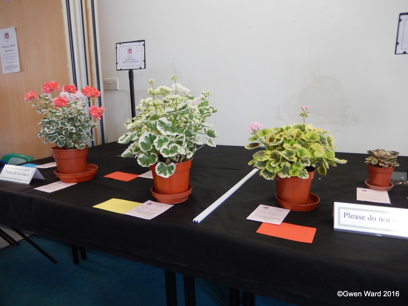 PERFECT PELARGONIUMS: Quantock Perfection, the late Ken Dymond and PAGS ...