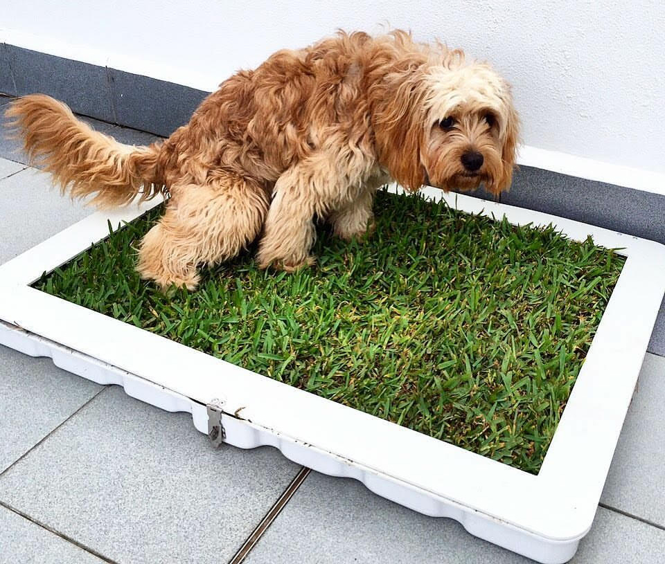 Potty Plant Easy Dog Toilet Training Australian Dog Lover