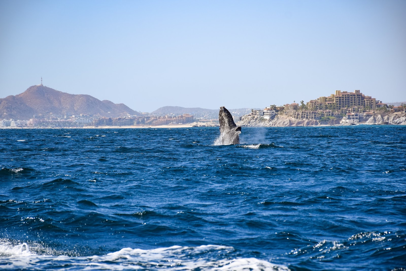 whale watching in cabo