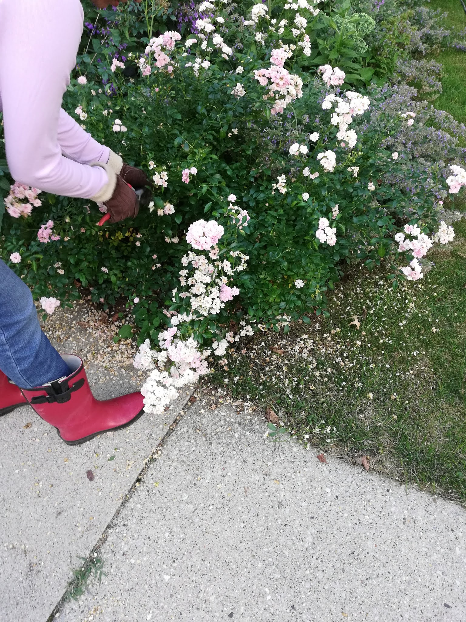 How to Prune Miniature Roses and Knock Out Roses for a Rebloom