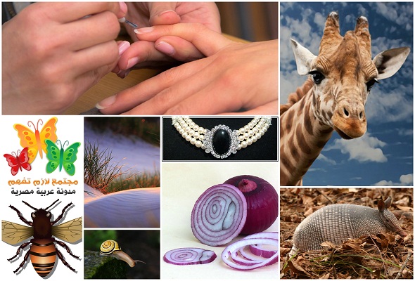 Top-16-scientific-Facts-You-didn't-know-افضل-16-حقيقة-علمية-لم-تعرفها-من-قبل