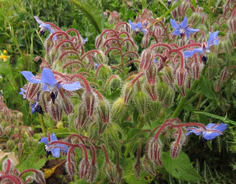 Birdernaturalist Southern Spain Wildflower gallery