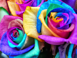 Rainbow Roses HD Wallpapers