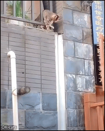 Amazing Cat GIF • Sometimes, being a Mama cat is hard work. Ninja cat flying with her kitten in mouth. Amazing Cat GIF • Sometimes, being a Mama cat is hard work. Ninja cat flying with her kitten in mouth.