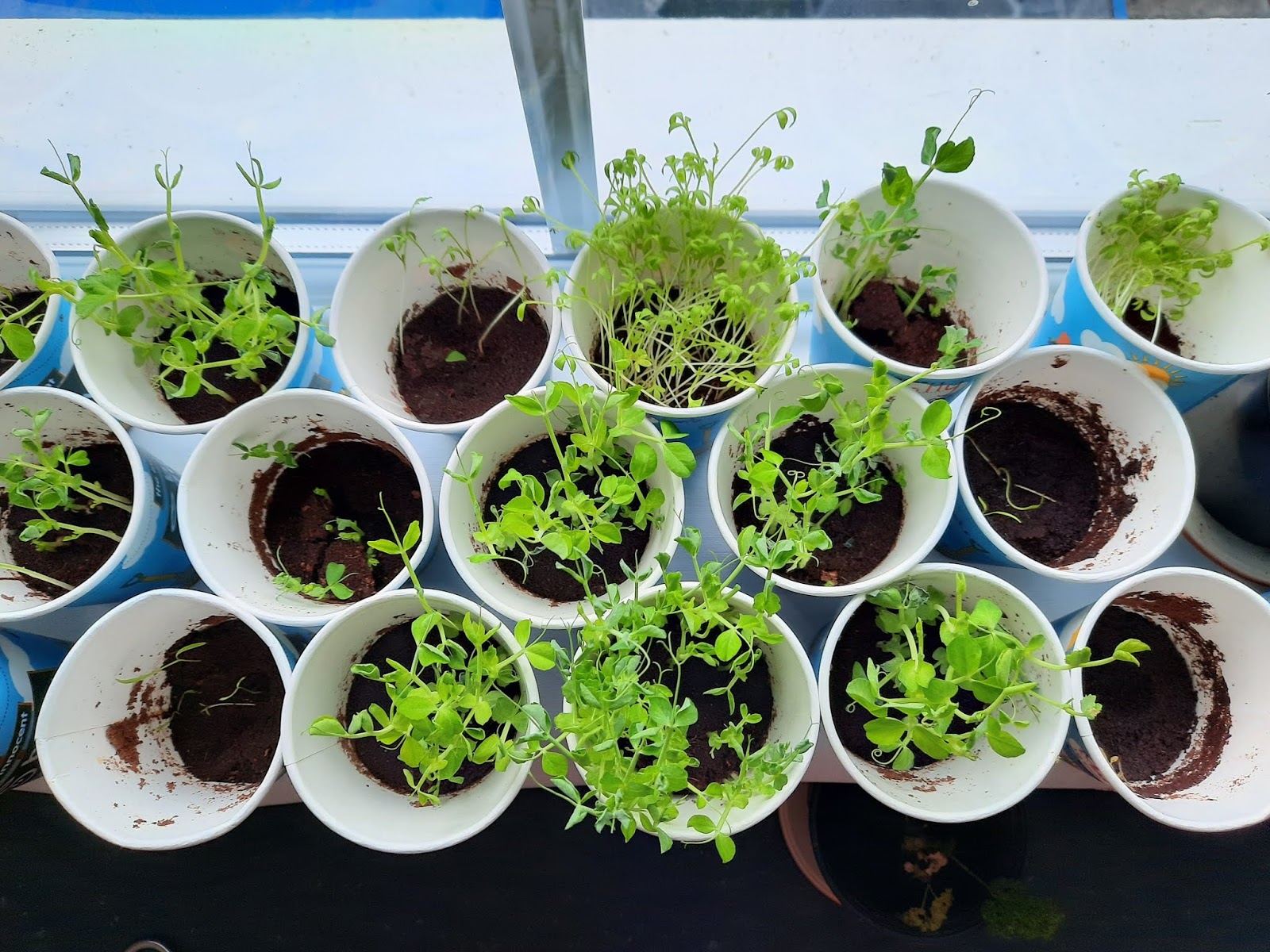 Senior Infants: Senior Infants Big Grow Project