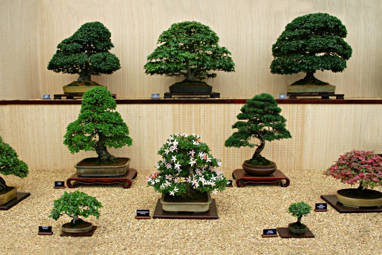All The Live Long Day: Chelsea Flower Show