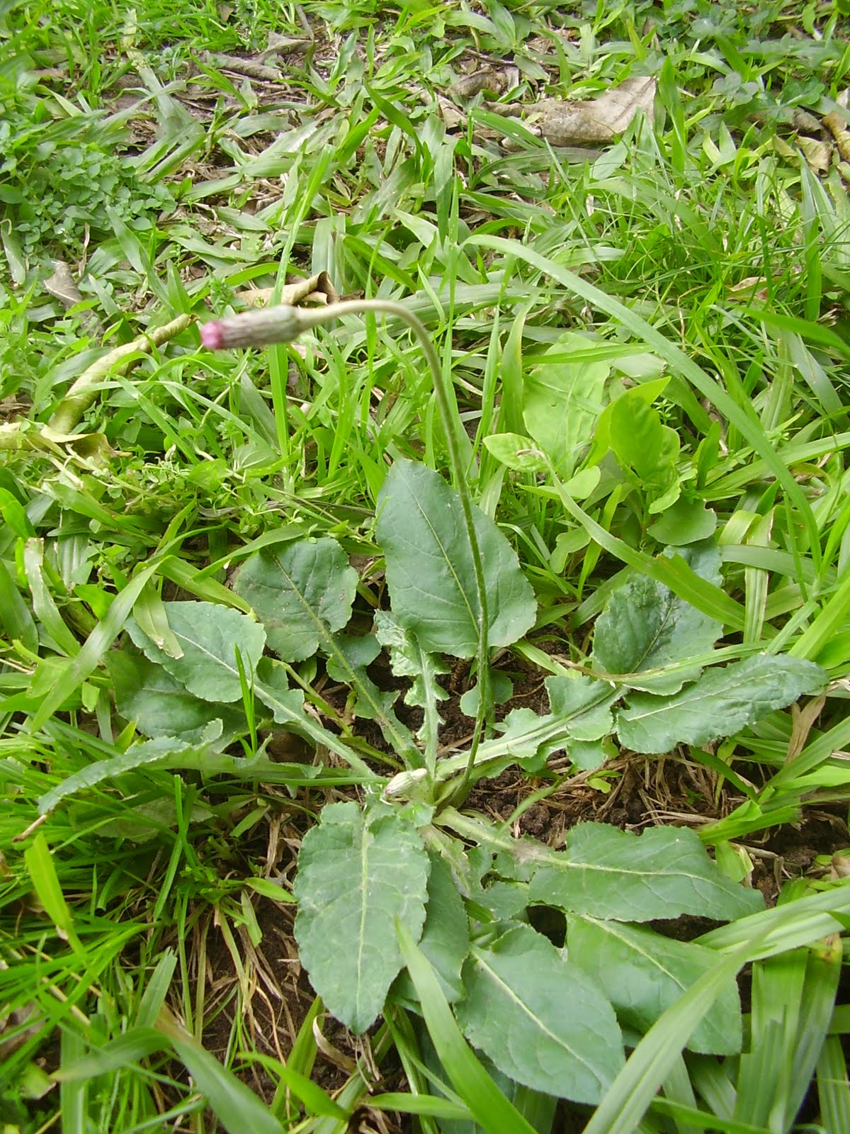 Naturaleza entrerriana Chaptalia nutans