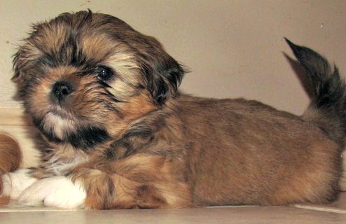 Filhote de shih tzu com diarreia