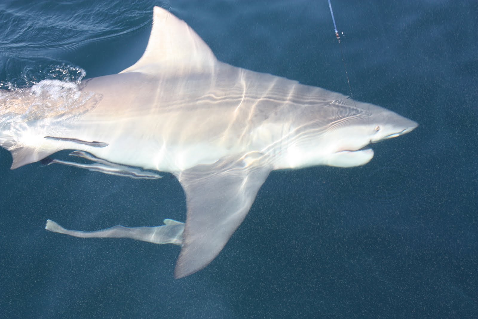Show Me The Fish Charters: No Bull... It's a Bull Shark!