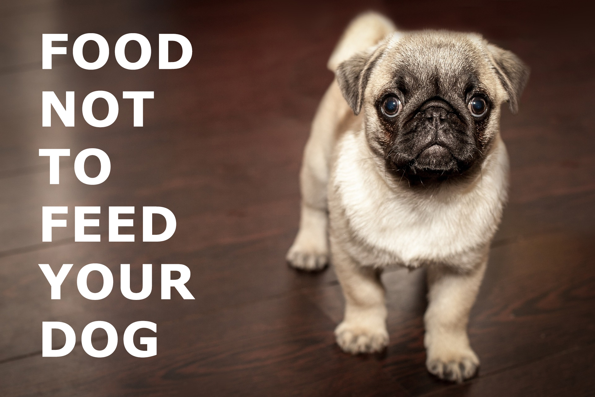 The 15 Food not to feed your dog dangerous toxic foods that can put