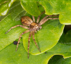 Spider, Philodromus species, on an Oak tree.  Hayes Common, 23 May 2012.