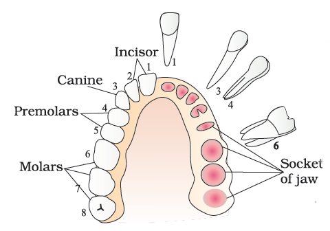 # 53 Human teeth and dental decay | Biology Notes for IGCSE 2014