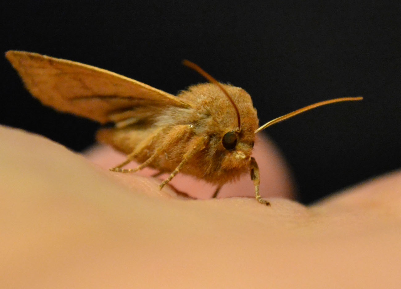 Woods Walks and Wildlife First Moths of the Year!