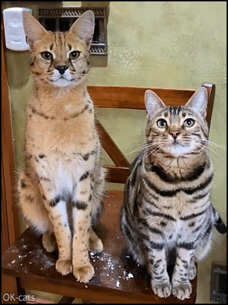 Amazing Cat GIF • Gorgeous Savannah cat and Bengal cat sitting side by side, waiting for treats Amazing Cat GIF • Gorgeous Savannah cat and Bengal cat sitting side by side, waiting for treats