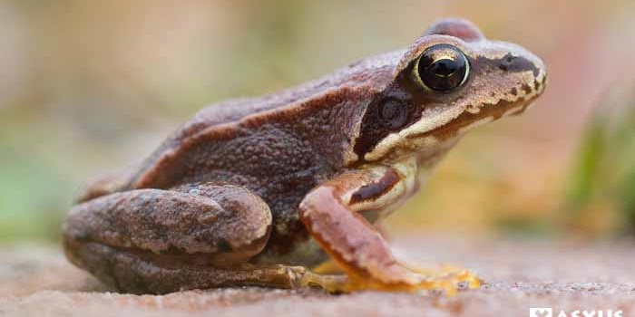 10 Contoh Hewan Amfibi Beserta Gambar Dan Ciri Cirinya Xasxus Com