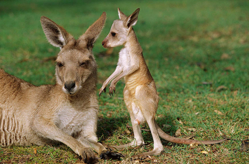Canguro rojo (Macropus rufus) Canguro rojo (Macropus rufus)