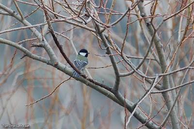 Mallerenga carbonera (Parus major)