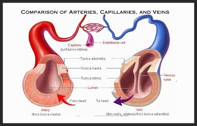 Struktur arteri dan vena
