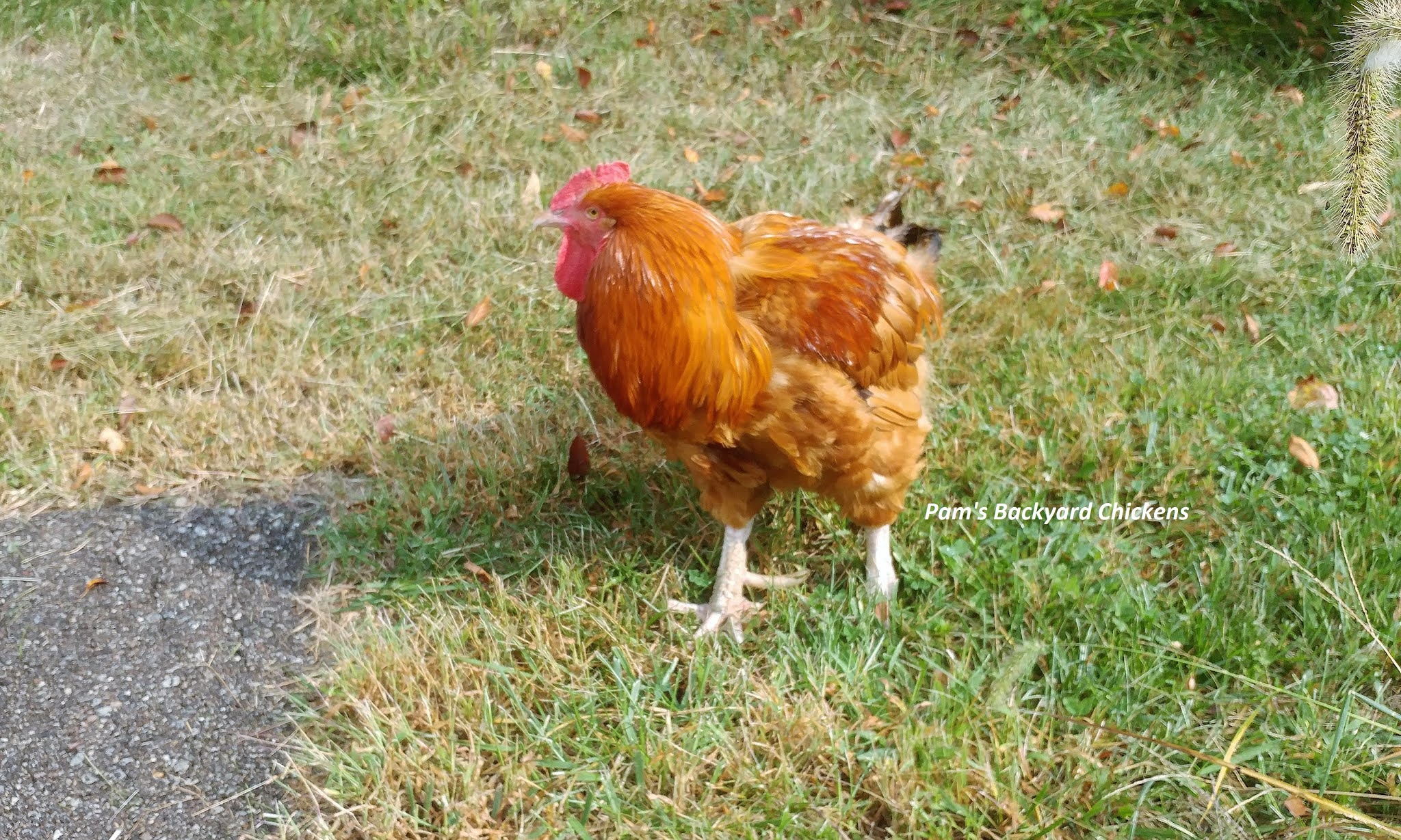 Featured image of post Pictures Of Chickens And Roosters : Be prepared, egg and meat production, hens and roosters.