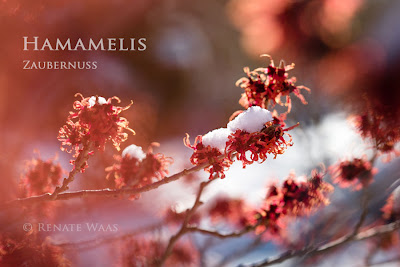 Hamamelis - die Zaubernuss ist eine der attraktivsten Winterblüher bei uns im Garten