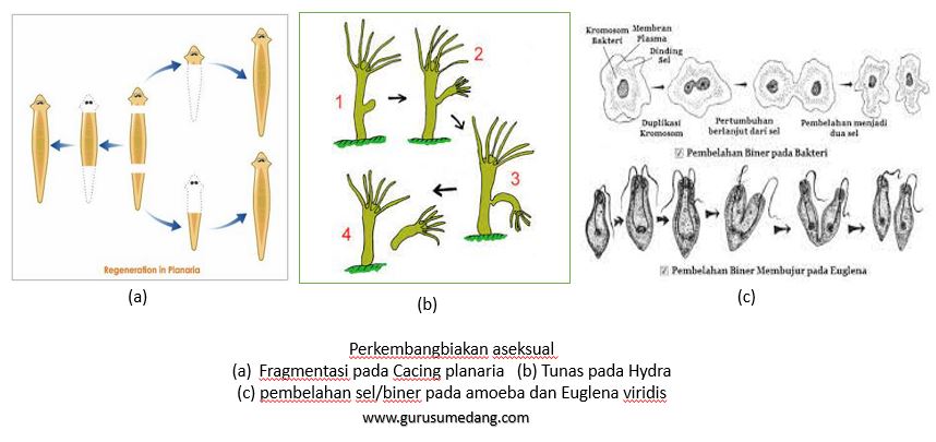 способность к регенерации плоских червей. регенерация планарии. плоские черви фрагментация. размножение планарии. бесполое размножение планарии.