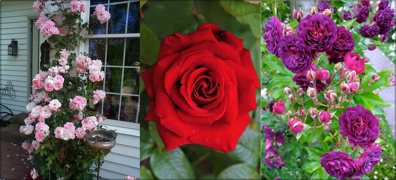 Caring for Roses in Spring