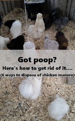 coop bedding chicken dispose ways muranochickenfarm litter rid chickens