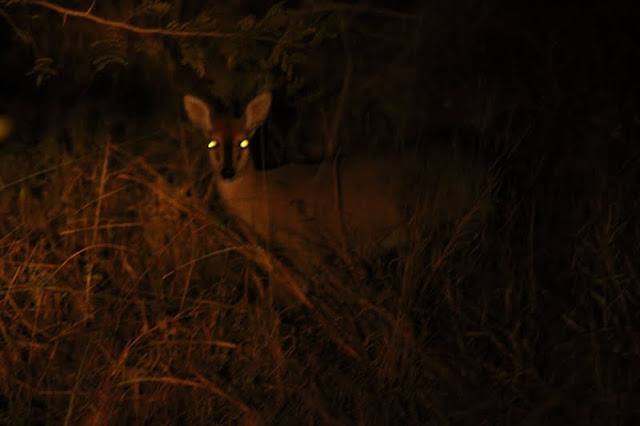 A duiker seen at night